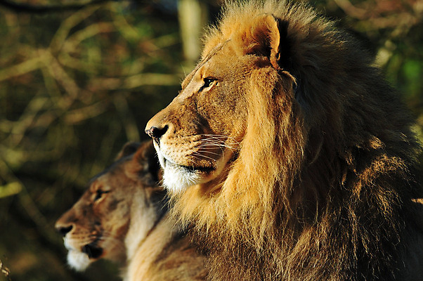 포토 JPG 해외이미지 동물 응시 여자 남자 야생동물 줄기 포유류 가족 아프리카 휴식 생물 수염 털 동물원 사랑 서기 사람없음 고양이 어둠 사회 티켓 숲 위험 사자 큼 왕 모피 육식동물 사자자리 표범 노려봄 그런지 보호구역 소셜 암사자 옛날 해외202004 해외포토 식물 시선 감정 나라 컨셉 관계 모션 표정 사람 반려동물 별자리 크기 암컷 공동체 구역 파일형식 이미지허브