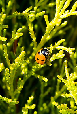 포토 JPG 해외이미지 나무 동물 야생동물 곤충 잎 자연 사람없음 야외 빨간색 초록색 벌레 무당벌레 내추럴 해외202004 해외포토 식물 컬러 생태계 파일형식 이미지허브