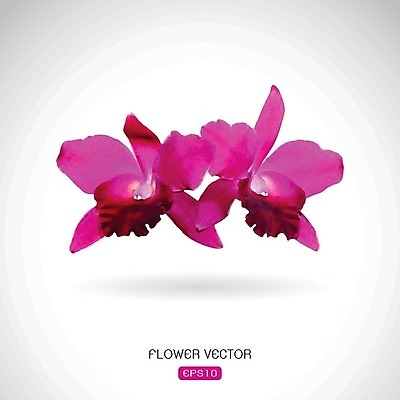 EPS 해외이미지 식물 디자인 꽃잎 꽃 분홍색 백그라운드 꽃무늬 일러스트 자연 추상 휴가 수채화 미술 동양인 장식 여름 머리 우주 정원 보라색 스파 봄 벚꽃 흰색 신선 신용카드 난초 심볼 사인 복숭아 꽃가루 호접란 내추럴 고립 이국적 현실 해외202004 해외일러스트 계절 컬러 무늬 과일 문화예술 인종 신체부위 금융 가루 생태계 파일형식 벡터 이미지허브