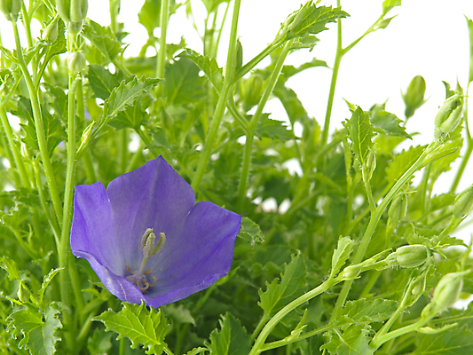 포토 JPG 해외이미지 계절 꽃 추상 사람없음 초록색 파란색 신선 개화 닫기 냄비 오브젝트 고립 깊이 블루벨 해외202004 해외포토 식물 컬러 무늬 모션 솥 파일형식 이미지허브