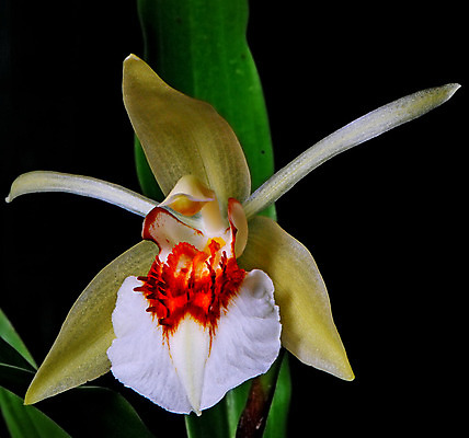 포토 JPG 해외이미지 식물 꽃잎 꽃 백그라운드 잎 꽃무늬 태국 자연 선물 사람없음 장식 초록색 검은색 벚꽃 신선 그룹 난초 우아함 향기 테라피 내추럴 취급주의 해외202004 해외포토 아시아 컬러 컨셉 무늬 경고 뷰티 생태계 냄새 파일형식 이미지허브