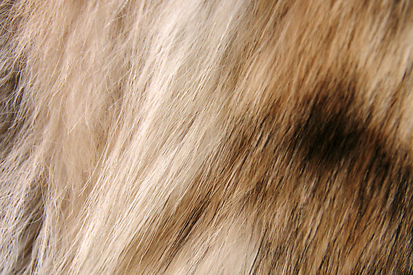 포토 JPG 해외이미지 동물 전통 여행 털 따뜻함 선물 사람없음 쇼핑 상점 미국 코트 센터 역사 도심 콘센트 쇼핑몰 여우 기념품 부드러움 북쪽 타운 멸종 멀리 소매 알래스카 서쪽 오리지널 해외202004 해외포토 북아메리카 포유류 외투 도시 감각 방향 오브젝트 파일형식 이미지허브