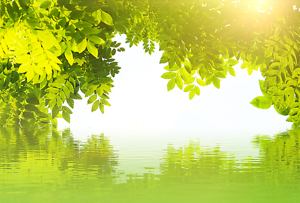 포토 JPG 해외이미지 식물 계절 호수 물결 줄기 백그라운드 잎 밭 자연 날씨 건강 풍경 잔디 사람없음 야외 초록색 물 여름 파란색 강 햇빛 평화 환경 정원 화목 침묵 봄 활발 성장 물방울 신선 빗방울 허브 순수 내추럴 생태학 카피스페이스 해외202004 해외포토 자연요소 교육 컬러 컨셉 농업 태양 소리 공백 비_날씨 생태계 파일형식 이미지허브