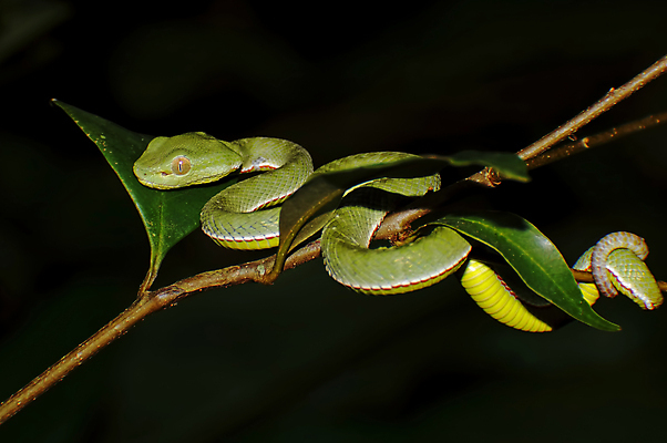 포토 JPG 해외이미지 나무 식물 동물 야생동물 백그라운드 파충류 태국 자연 사람없음 목재 초록색 독약 뱀 숲 위험 해외202004 해외포토 아시아 컬러 컨셉 재료 생태계 파일형식 이미지허브