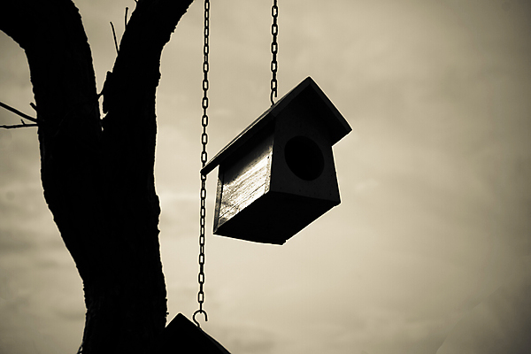 포토 JPG 해외이미지 나무 동물 계절 꽃 야생동물 백그라운드 잎 자연 조류 하늘 지붕 주택 매달리기 사람없음 야외 목재 장식 가로 초록색 파란색 상자 컬러풀 노란색 정원 봄 흰색 나뭇가지 시골 구멍 닫기 둥지 숲 작음 질감 새장 서식지 내추럴 고립 옛날 핸드메이드 해외202004 해외포토 식물 컬러 재료 모션 건물 크기 생태계 케이지 파일형식 이미지허브