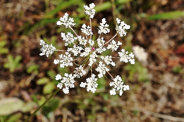 포토 JPG 해외이미지 꽃 유럽 줄기 채소 자연 사람없음 당근 들꽃 프랑스 성장 해외202004 해외포토 식물 나라 뿌리채소 생태계 파일형식 이미지허브