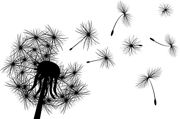 EPS 해외이미지 식물 꽃 실루엣 일러스트 자연 씨앗 여름 환경 검은색 봄 민들레 솜털 생태학 해외202004 해외일러스트 계절 교육 컬러 촬영기법 생태계 파일형식 벡터 이미지허브