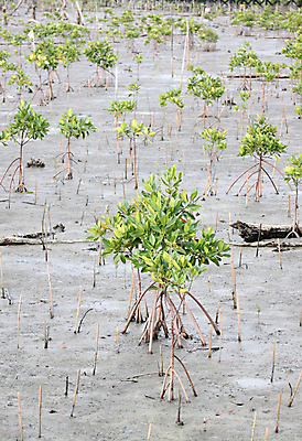 포토 JPG 해외이미지 나무 식물 바다 잎 자연 사람없음 스터디 보호 숲 지역 땅바닥 해외202004 해외포토 컨셉 바닥 학습 생태계 파일형식 이미지허브