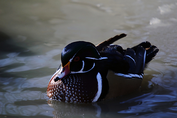포토 JPG 해외이미지 호수 야생동물 자연 조류 오리 사람없음 목재 물 컬러풀 연못 깃털 물새 해외202004 해외포토 자연요소 나무 동물 컬러 재료 생태계 파일형식 이미지허브