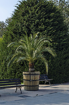 포토 JPG 해외이미지 나무 식물 하늘 사람없음 초록색 신선 센터 모서리 냄비 타일 불가리아 해외202004 해외포토 컬러 솥 파일형식 남유럽 이미지허브