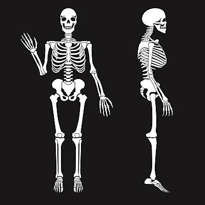 EPS 해외이미지 손 교육 남자 과학 신체 일러스트 손가락 해부 뼈 골격 건강 서기 사람 그래픽 약 죽음 흉부 손목 척추 생물학 시스템 갈비뼈 턱 궤 양발 해골모형 해외202004 해외일러스트 의학 모션 신체부위 모형 호흡기관 파일형식 벡터 장기 이미지허브