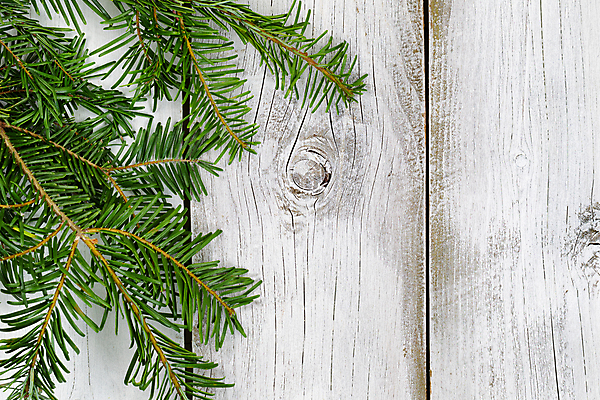 포토 JPG 해외이미지 나무 전통 계절 백그라운드 컨셉 크리스마스 겨울 자연 휴가 기념 사람없음 목재 장식 초록색 축제 수확 흰색 나뭇가지 시골 소나무 널 12월 오브젝트 상록수 전나무 가문비나무 카피스페이스 해외202004 해외포토 식물 기념일 컬러 농업 재료 공백 날짜 생태계 파일형식 이미지허브