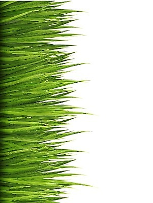 EPS 해외이미지 식물 공원 스포츠 백그라운드 잎 패턴 밭 일러스트 자연 벽지 놀이 추상 프레임 잔디 야외 가로 초록색 환경 봄 활발 보호 땅 허브 원예 질감 심플 각도 내추럴 고립 해외202004 해외일러스트 계절 공공시설 컬러 컨셉 무늬 농업 취미 생태계 파일형식 벡터 이미지허브