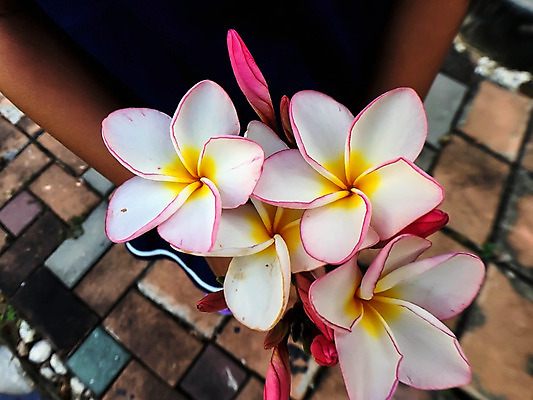 포토 JPG 해외이미지 나무 디자인 꽃잎 꽃 분홍색 꽃다발 나비 백그라운드 잎 꽃무늬 자연 휴식 미술 사람없음 장식 빨간색 초록색 여름 노란색 정원 스파 봄 벚꽃 흰색 인사 신선 다발 묘사 내추럴 고립 엘리먼트 해외202004 해외포토 식물 계절 컬러 곤충 컨셉 무늬 문화예술 예절 생태계 파일형식 이미지허브