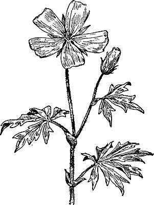 EPS 해외이미지 식물 선 일러스트 가족 미술 보라색 검은색 수확 흰색 그림 양귀비 판화 아욱 해외202004 해외일러스트 꽃 컬러 농업 관계 문화예술 파일형식 벡터 이미지허브