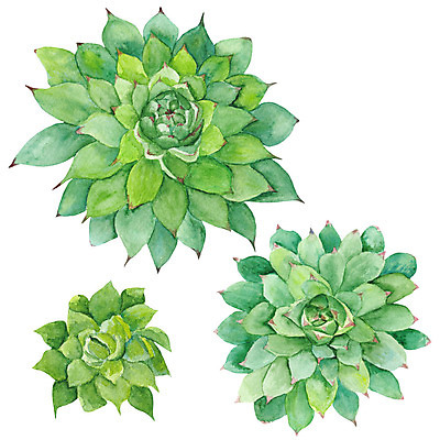 포토 JPG 해외이미지 식물 디자인 꽃 백그라운드 잎 꽃무늬 일러스트 자연 수채화 선인장 미술 사람없음 그래픽 장식 초록색 정원 화환 사막 흰색 원형 그리기 수집 에코 클립 내추럴 고립 엘리먼트 디테일 해외202004 해외포토 도형 컬러 무늬 모션 문화예술 환경 생태계 파일형식 이미지허브