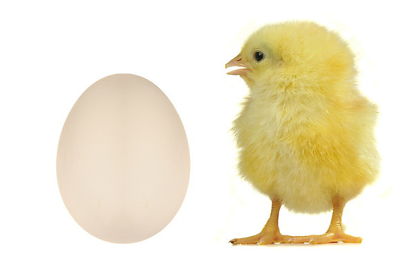 포토 JPG 해외이미지 응시 농업 조류 휴가 부활절 병아리 육류 사람없음 반려동물 농장 노란색 계란 치킨 가축 껍질 아기 스마트 깃털 부리 솜털 부화 수탉 마스코트 밭일 암탉 해외202004 해외포토 동물 시선 기념일 산업 컬러 컨셉 식재료 사람 알 닭 암컷 수컷 닭고기요리 파일형식 이미지허브
