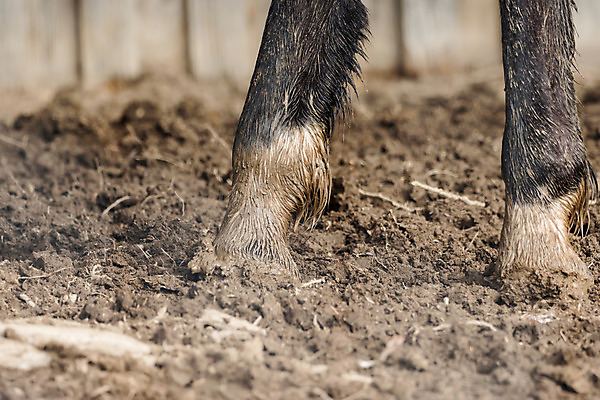포토 JPG 해외이미지 동물 밭 포유류 자연 건강 서기 사람없음 야외 물 농장 검은색 젖음 승마 묘사 먼지 진흙 돌봄 방목장 양발 해외202004 해외포토 자연요소 스포츠 컬러 농업 모션 생태계 파일형식 이미지허브