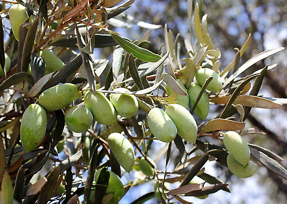 포토 JPG 해외이미지 나무 식물 계절 열매 음식 백그라운드 잎 농업 다이어트 채소 과일 자연 하늘 건강 사람없음 초록색 여름 농장 평화 정원 검은색 이탈리아 수확 가을 나뭇가지 시골 신선 스페인 숲 다발 지중해 먹기 그리스 묘사 유기농 올리브 날것 내추럴 고립 밭일 숙성 채식주의자 해외202004 해외포토 웰빙 유럽 산업 바다 컬러 컨셉 모션 생태계 채식 파일형식 이미지허브