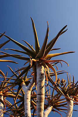 포토 JPG 해외이미지 나무 식물 아프리카 자연 하늘 건조 풍경 사람없음 파란색 갈색 회색 사막 나뭇가지 닫기 묘사 언덕 나미비아 알로에 특별함 해외202004 해외포토 나라 컬러 컨셉 모션 생태계 남아프리카 파일형식 이미지허브
