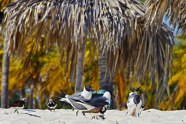 포토 JPG 해외이미지 나무 야생동물 모래 바다 여행 자연 갈매기 조류 하늘 휴가 손바닥 풍경 사람없음 여름 모래사장 컬러풀 평화 고요 꿈 먹기 깃털 쿠바 내추럴 도미니카공화국 생태학 이국적 파라다이스 해외202004 해외포토 식물 동물 손 계절 교육 컬러 컨셉 모션 남아메리카 중앙아메리카 생태계 파일형식 이미지허브