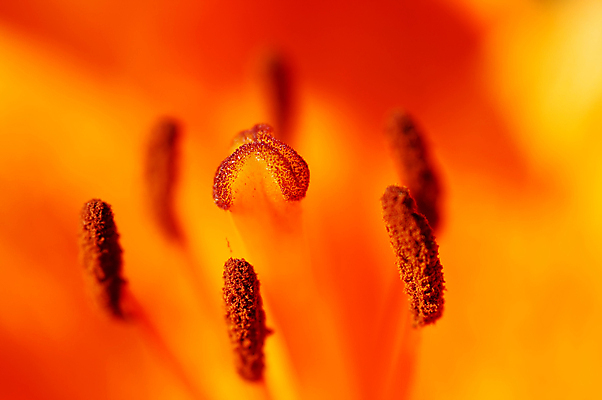 포토 JPG 해외이미지 식물 꽃 오렌지 자연 추상 사람없음 백합 묘사 꽃수술 해외202004 해외포토 무늬 과일 생태계 파일형식 이미지허브