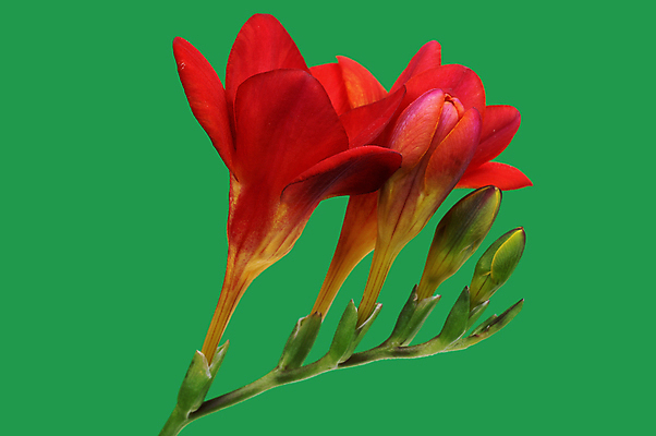 포토 JPG 해외이미지 꽃잎 꽃 줄기 백그라운드 꽃무늬 사람없음 빨간색 초록색 노란색 흰색 신선 센터 꽃집 순수 향기 부드러움 정맥 꽃수술 해외202004 해외포토 식물 컬러 컨셉 무늬 상점 감각 냄새 혈관 파일형식 이미지허브