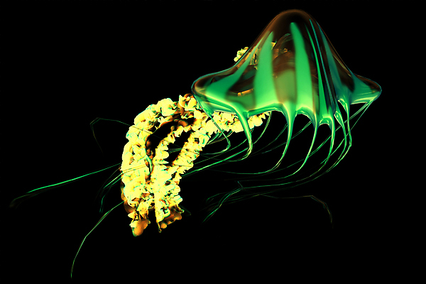 포토 JPG 해외이미지 한마리 사람없음 바닷속 수중동물 자포동물 해파리 해외202004 해외포토 동물 1 수중 파일형식 이미지허브