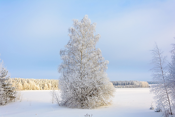 포토 JPG 해외이미지 나무 식물 구름 디자인 계절 공원 여행 백그라운드 크리스마스 겨울 밭 자연 하늘 날씨 산 풍경 사람없음 야외 목재 파란색 빛 햇빛 태양 갈색 환경 맑음 냉동 얼음 검은색 추위 흰색 나뭇가지 숲 언덕 서리 장면 내추럴 제설기 해외202004 해외포토 자연요소 공공시설 기념일 컬러 농업 재료 생태계 제설 파일형식 이미지허브