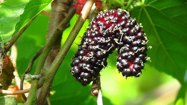 포토 JPG 해외이미지 식물 열매 음식 과일 자연 사람없음 농장 정원 달콤 유기농 밭일 숙성 해외202004 해외포토 웰빙 농업 맛 생태계 파일형식 이미지허브