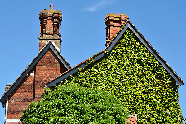 포토 JPG 해외이미지 나무 식물 외관 벽 잎 건축양식 창문 자연 벽돌 주택 사람없음 야외 건물 빨간색 초록색 환경 성장 시골 덩굴 시골집 포도나무 아이비 내추럴 옛날 해외202004 해외포토 건축물 건축 컬러 과일나무 생태계 파일형식 이미지허브
