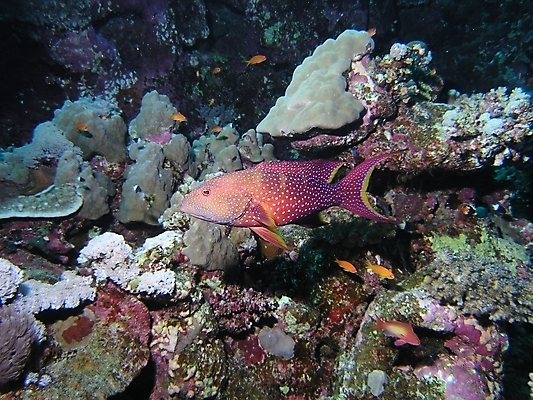 포토 JPG 해외이미지 식물 동물 야생동물 잎 자연 표면 어류 사람없음 물 반사 수중 투명 스노클링 산호 잠수부 암초 동물상 해외202004 해외포토 자연요소 조형물 수중동물 수상스포츠 자포동물 전문직 생태계 파일형식 이미지허브