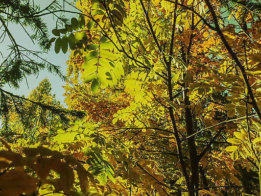 포토 JPG 해외이미지 나무 식물 구름 계절 공원 백그라운드 단풍 잎 패턴 오렌지 자연 하늘 사람없음 야외 빨간색 초록색 파란색 빛 햇빛 태양 갈색 노란색 환경 정원 맑음 성장 가을 나뭇가지 황금 소프트포커스 숲 B 질감 내추럴 해외202004 해외포토 자연요소 알파벳 공공시설 컬러 무늬 과일 날씨 촬영기법 생태계 파일형식 이미지허브