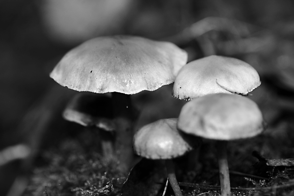 포토 JPG 해외이미지 라이프스타일 계절 공원 음식 줄기 잎 농업 채소 배낭 자연 휴식 건강 사람 사람없음 야외 초록색 여름 걷기 정원 검은색 버섯 수확 성장 가을 흰색 신선 소나무 시장 숲 큼 11월 수집 유기농 발견 곰팡이 식용 캡모자 해외202004 해외포토 나무 식물 모자_잡화 웰빙 공공시설 산업 컬러 컨셉 가방 모션 생활 날짜 크기 생태계 파일형식 이미지허브