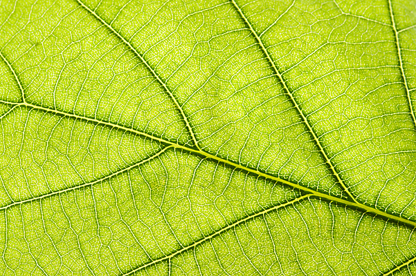 포토 JPG 해외이미지 식물 잎 패턴 사람없음 초록색 신선 닫기 유기농 질감 섬유 정맥 해외202004 해외포토 웰빙 컬러 무늬 모션 직물 혈관 파일형식 이미지허브