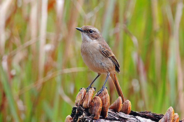 포토 JPG 해외이미지 나무 동물 여자 남자 아시아 얼굴 야생동물 백그라운드 날개 자연 조류 사람없음 야외 목재 가로 초록색 컬러풀 머리 환경 회색 나뭇가지 막대기 닫기 숲 깃털 꼬리 부리 서식지 생태학 이국적 해외202004 해외포토 식물 교육 나라 컬러 재료 모션 사람 신체부위 생태계 파일형식 이미지허브