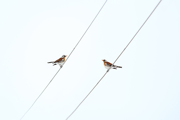포토 JPG 해외이미지 커플 2 조류 하늘 앉기 사람없음 야외 파란색 전선 시력 고립 똑같은 카피스페이스 해외202004 해외포토 동물 컬러 관계 모션 공백 파일형식 이미지허브