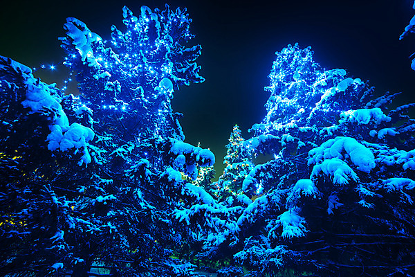 포토 JPG 해외이미지 나무 계절 크리스마스 겨울 자연 하늘 날씨 휴가 새로움 미술 풍경 사람없음 야외 목재 장식 가로 초록색 파란색 빛 크리스마스트리 냉동 얼음 어둠 추위 소나무 신용카드 눈송이 야간 저녁 숲 12월 연도 서리 장면 봉 북쪽 상록수 마법 전나무 눈내림 가문비나무 해외202004 해외포토 자연요소 식물 기념일 컬러 컨셉 재료 문화예술 눈_날씨 금융 날짜 방향 생태계 파일형식 이미지허브