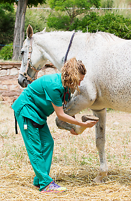 포토 JPG 해외이미지 동물 백인 직업 여자 밭 포유류 한명 사람 약 농장 가축 목장 고통 시험 의사 시골 긴급 소 군중 확인 문서 외과 수의사 송아지 돌봄 송아지고기 스페인어 아랍어 해외202004 해외포토 서양인 1 교육 감정 새끼 농업 의학 모션 병원 육류 의료진 파일형식 이미지허브