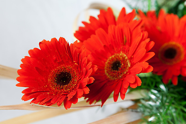 포토 JPG 해외이미지 식물 기념일 꽃잎 꽃 행복 꽃다발 결혼 백그라운드 크리스마스 자연 부활절 새로움 새해 발렌타인데이 선물 사랑 사람없음 장식 빨간색 초록색 파티 바구니 새싹 축제 희망 벚꽃 흰색 축하 인사 신선 우아함 축복 작음 다발 수집 연도 배열 데이지 소원 고립 많음 해외202004 해외포토 감정 컬러 컨셉 데이이벤트 이벤트 예절 크기 생태계 파일형식 이미지허브