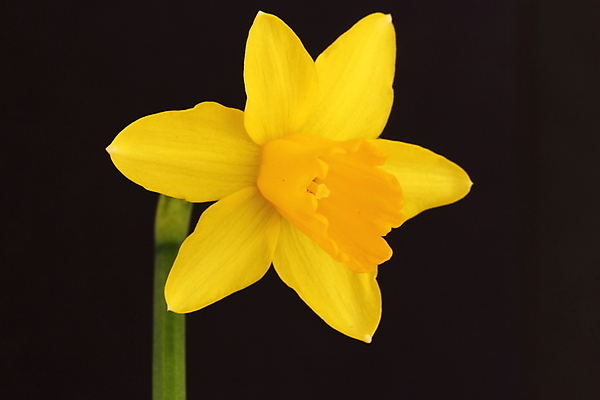 포토 JPG 해외이미지 식물 꽃잎 꽃 줄기 전구 자연 사람없음 노란색 정원 봄 미니어처 작음 수선화 해외202004 해외포토 계절 컬러 모형 크기 생태계 파일형식 이미지허브