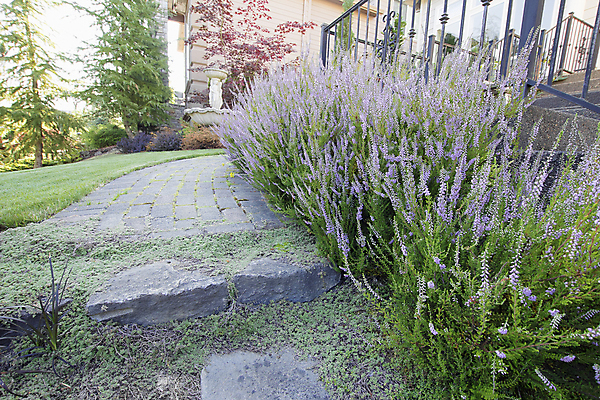 포토 JPG 해외이미지 나무 식물 주택 이끼 풍경 잔디 사람없음 물 계단 정원 바위 분수 시멘트 단계 해외202004 해외포토 자연요소 건물 돌_바위 파일형식 이미지허브