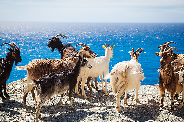포토 JPG 해외이미지 유럽 섬 여행 자국 자연 하늘 산 풍경 사람없음 야외 초록색 파란색 걷기 계곡 프랑스 오솔길 지중해 언덕 내추럴 프랑스어 코르시카 해외202004 해외포토 문자 나라 길 바다 컬러 모션 생태계 파일형식 이미지허브