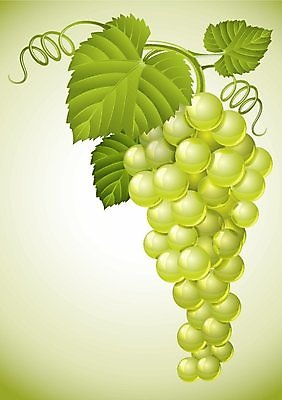 EPS 해외이미지 식물 열매 음식 백그라운드 잎 과일 일러스트 자연 포도 초록색 식사 수확 흰색 나뭇가지 버드나무 오브젝트 그림 포도나무 내추럴 고립 숙성 채식주의자 해외202004 해외일러스트 나무 컬러 농업 과일나무 생태계 채식 파일형식 벡터 이미지허브