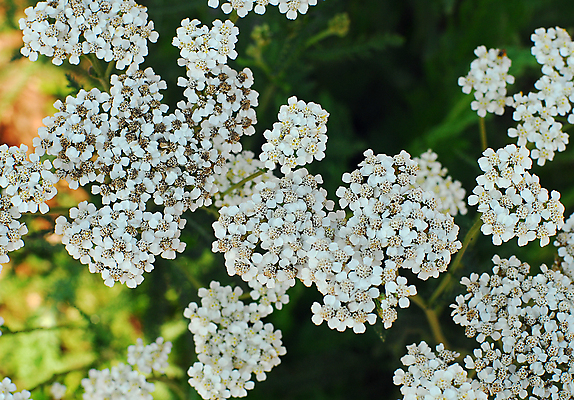 포토 JPG 해외이미지 식물 꽃잎 꽃 자연 사람없음 정원 봄 흰색 해외202004 해외포토 계절 컬러 생태계 파일형식 이미지허브