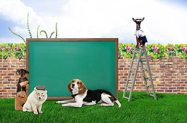 PSD 식물 동물 편집이미지 척추동물 모자 육지동물 꽃 안경 여러마리 사다리 포유류 벽돌 프레임 함께함 잔디 사람없음 담장 반려동물 귀여움 칠판 강아지 비글 사모예드 미니어처핀셔 반려 이미지편집 잡화 다수 컨셉 도구 개 파일형식 핀셔