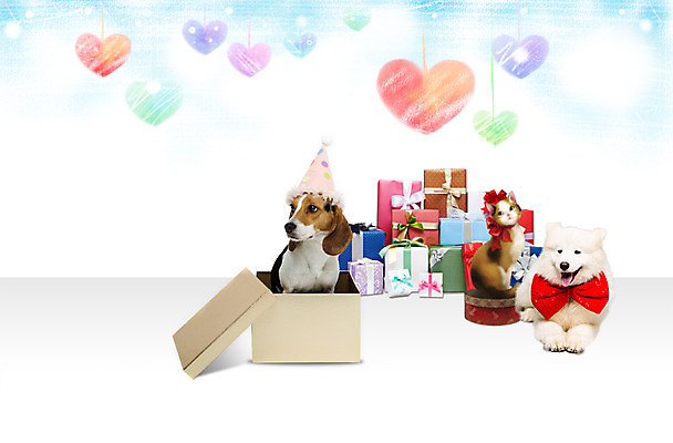 PSD 동물 편집이미지 척추동물 모자 육지동물 리본 포유류 함께함 세마리 선물 이벤트 사람없음 선물상자 반려동물 귀여움 고양이 하트 개 강아지 비글 파스텔 사모예드 반려 이미지편집 모양 잡화 컨셉 학용품 3 상자 파일형식