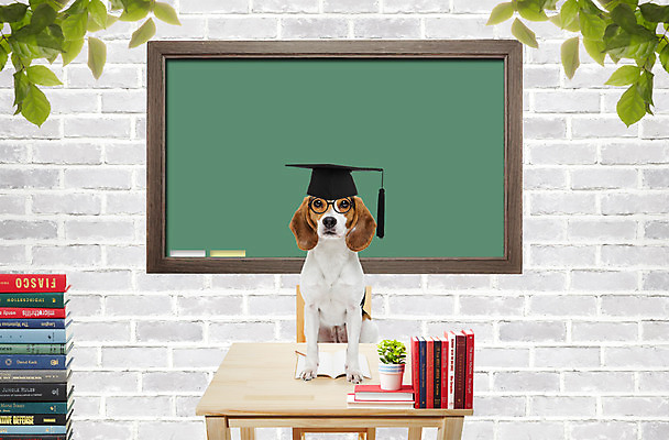 PSD 식물 동물 편집이미지 척추동물 모자 한마리 육지동물 교육 화분 안경 벽 학사모 졸업 포유류 나뭇잎 벽돌 프레임 함께함 사람없음 책 반려동물 귀여움 칠판 개 강아지 책상 비글 반려 안경낌 이미지편집 모자_잡화 1 잡화 가구 컨셉 잎 파일형식