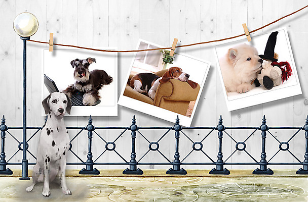 PSD 동물 편집이미지 척추동물 육지동물 인형 가로등 여러마리 포유류 함께함 집게 사람없음 노트북 울타리 반려동물 소파 귀여움 개 강아지 슈나우저 폴라로이드 폴라로이드사진 바셋하운드 달마시안 반려 이미지편집 공공시설 다수 컨셉 의자 전자제품 담장 카메라 하운드 파일형식