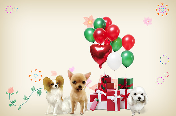 PSD 식물 동물 편집이미지 척추동물 육지동물 꽃 반려견 포유류 함께함 세마리 선물 사람없음 선물상자 반려동물 귀여움 하트 개 강아지 하트풍선 풍선 반려 이미지편집 모양 컨셉 3 상자 파일형식